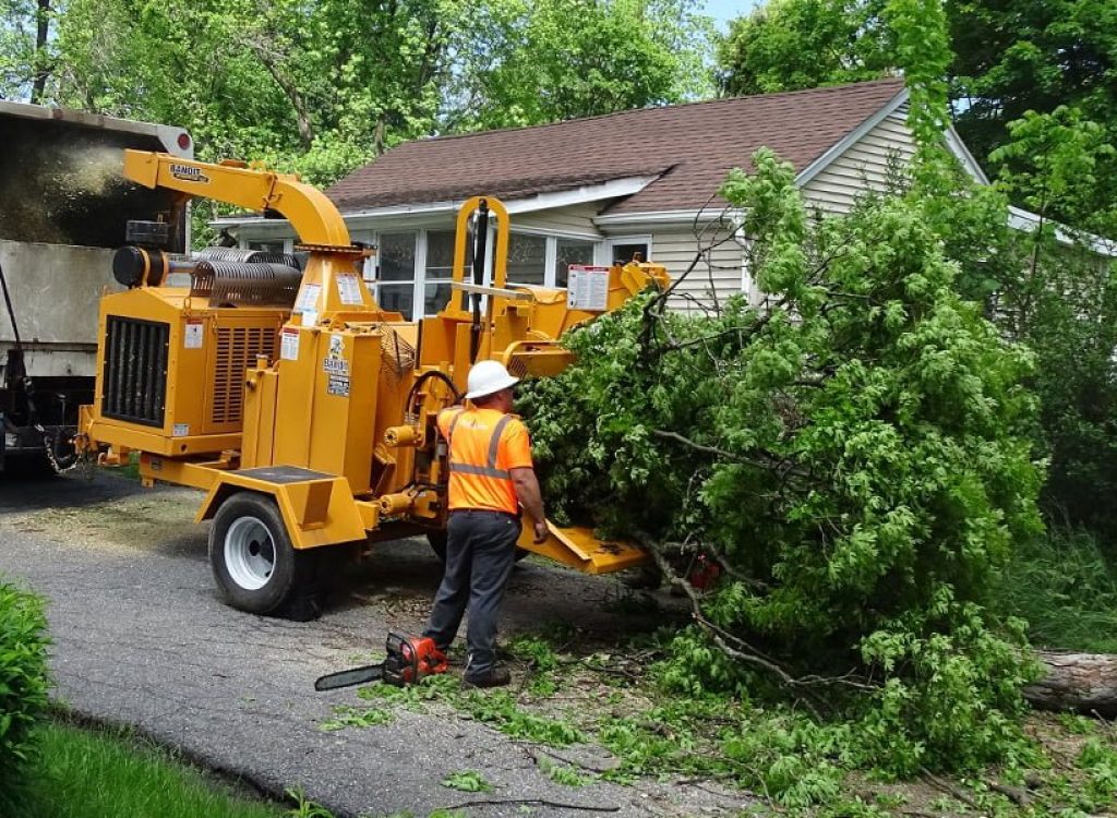 professional-tree-service-feature